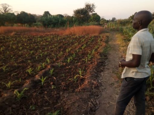 Nano Village – Crop planting